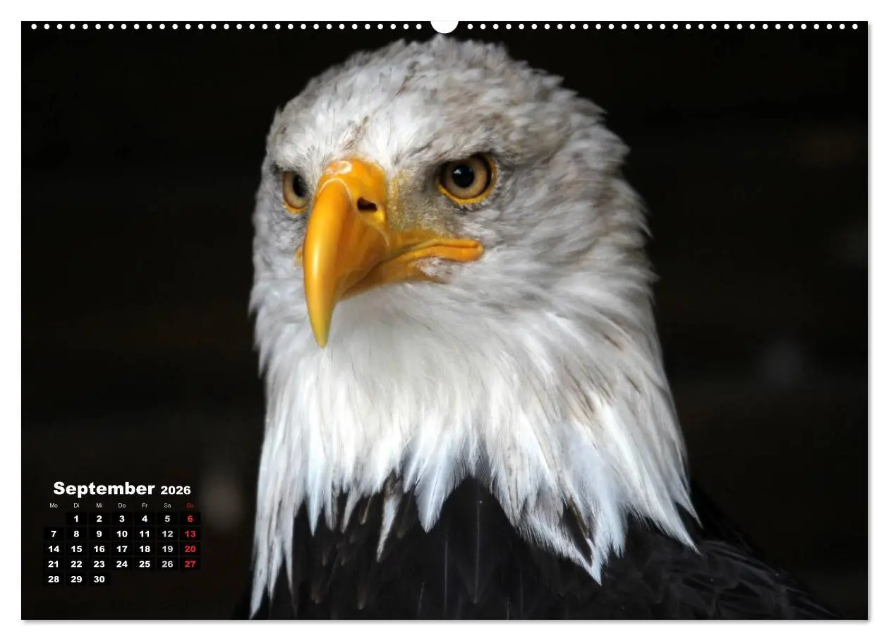 Bild: 9783457993095 | Greifvögel, Eulen und Käuze (hochwertiger Premium Wandkalender 2026...