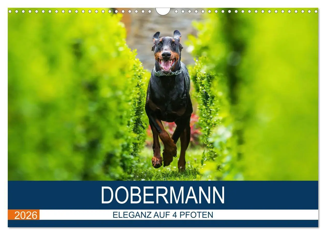 Cover: 9783516083095 | Dobermann 2026 (Wandkalender 2026 DIN A3 quer), CALVENDO...