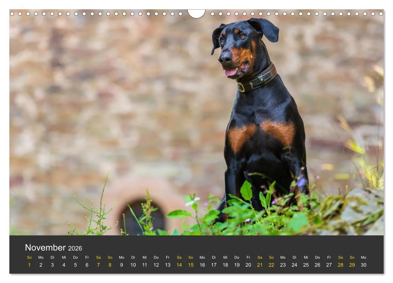 Bild: 9783516083095 | Dobermann 2026 (Wandkalender 2026 DIN A3 quer), CALVENDO...