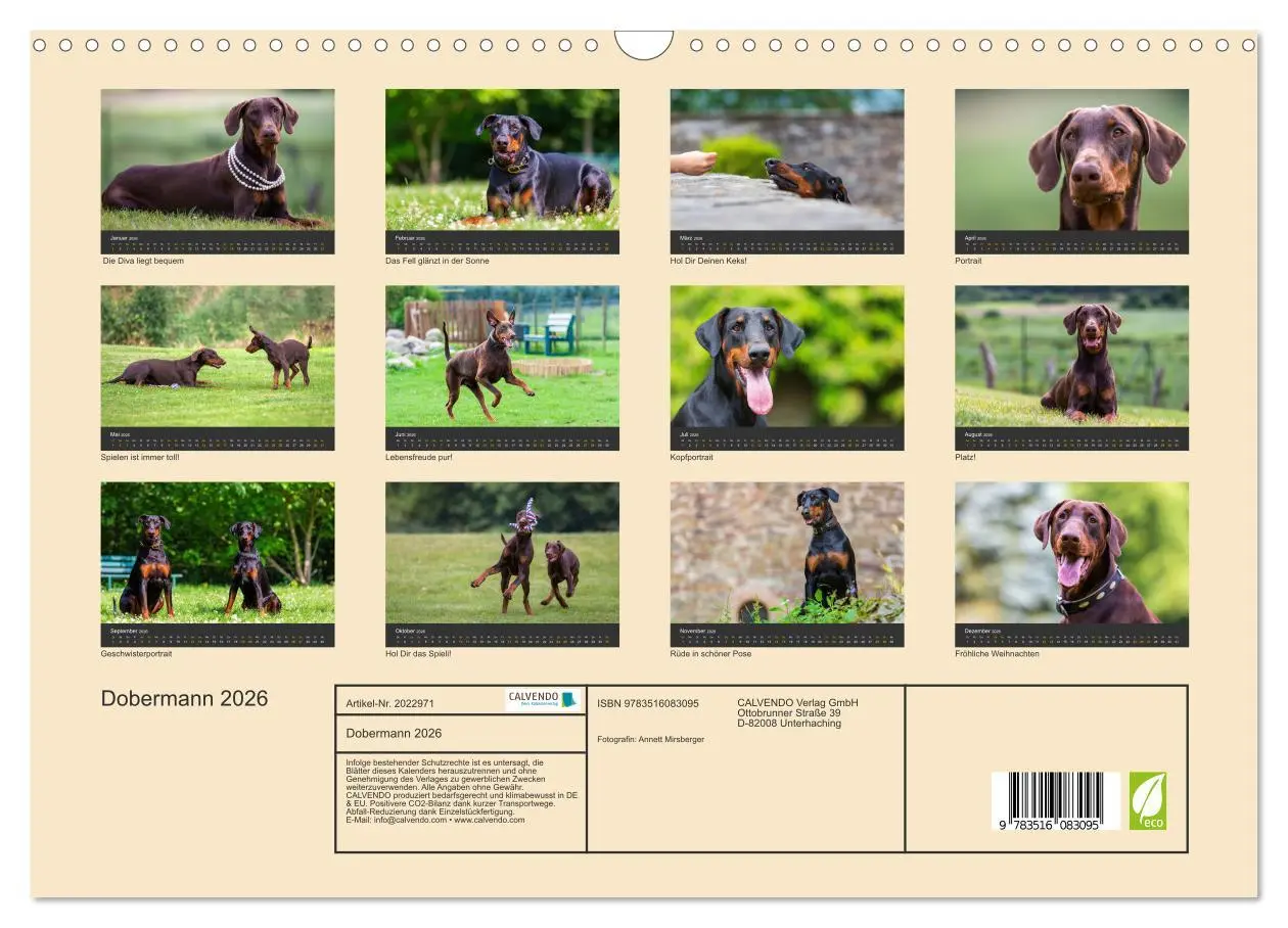 Bild: 9783516083095 | Dobermann 2026 (Wandkalender 2026 DIN A3 quer), CALVENDO...
