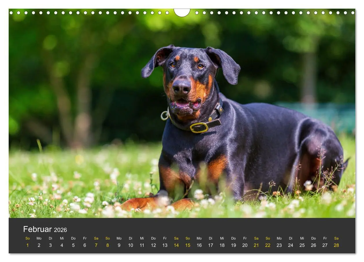 Bild: 9783516083095 | Dobermann 2026 (Wandkalender 2026 DIN A3 quer), CALVENDO...