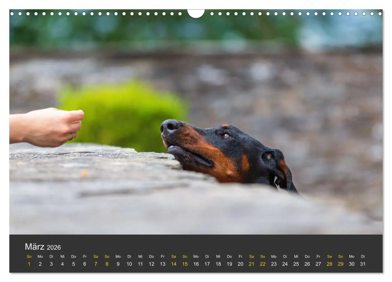 Bild: 9783516083095 | Dobermann 2026 (Wandkalender 2026 DIN A3 quer), CALVENDO...