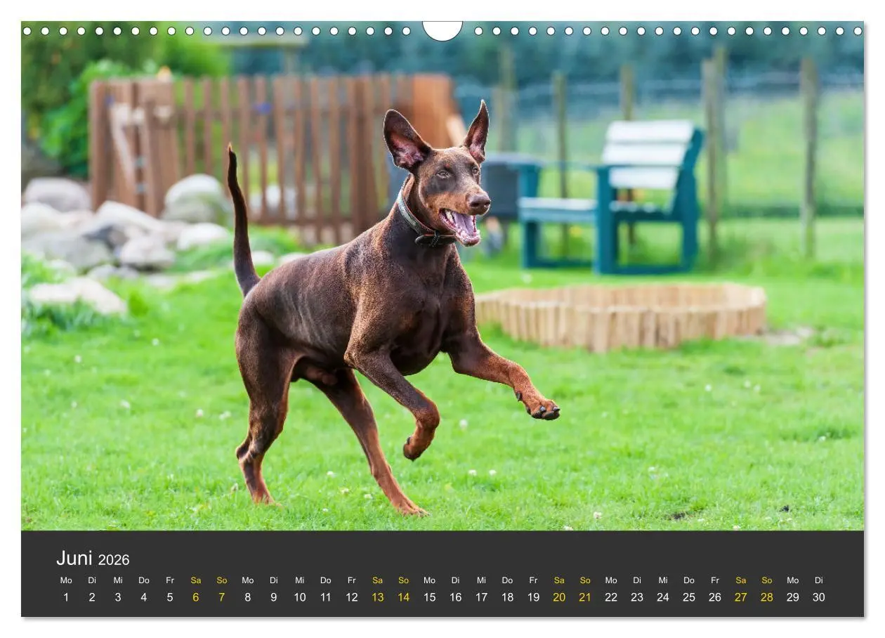 Bild: 9783516083095 | Dobermann 2026 (Wandkalender 2026 DIN A3 quer), CALVENDO...