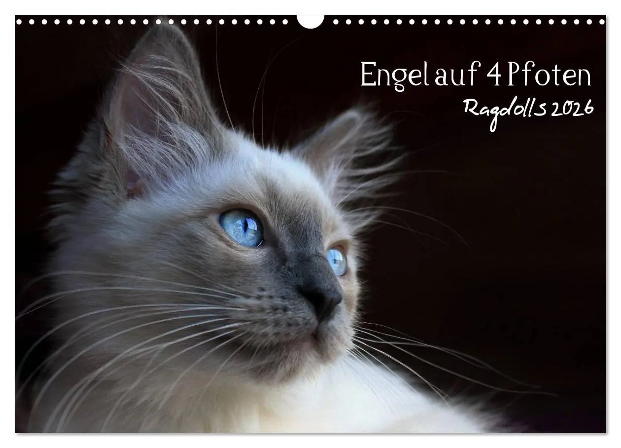 Cover: 9783516153095 | Engel auf 4 Pfoten - Ragdolls 2026 (Wandkalender 2026 DIN A3 quer),...