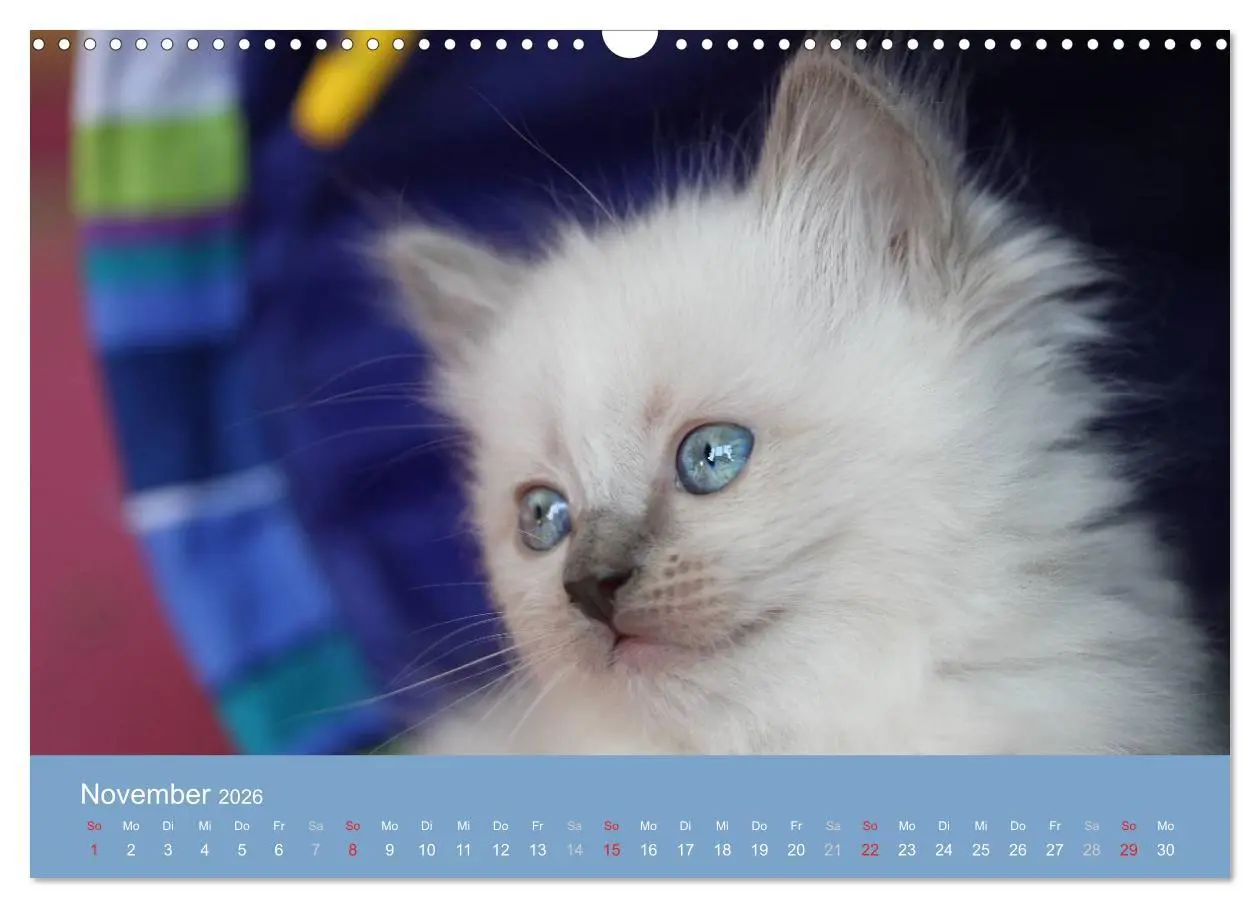 Bild: 9783516153095 | Engel auf 4 Pfoten - Ragdolls 2026 (Wandkalender 2026 DIN A3 quer),...