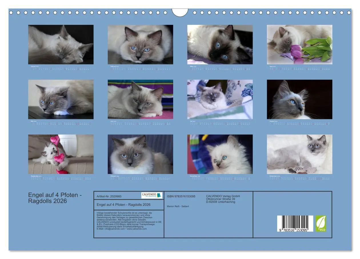 Bild: 9783516153095 | Engel auf 4 Pfoten - Ragdolls 2026 (Wandkalender 2026 DIN A3 quer),...