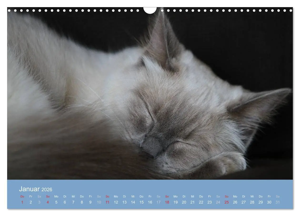 Bild: 9783516153095 | Engel auf 4 Pfoten - Ragdolls 2026 (Wandkalender 2026 DIN A3 quer),...