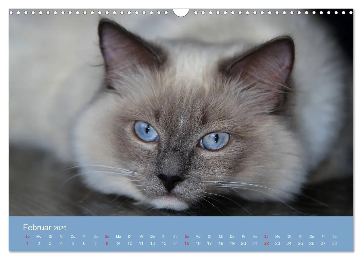 Bild: 9783516153095 | Engel auf 4 Pfoten - Ragdolls 2026 (Wandkalender 2026 DIN A3 quer),...