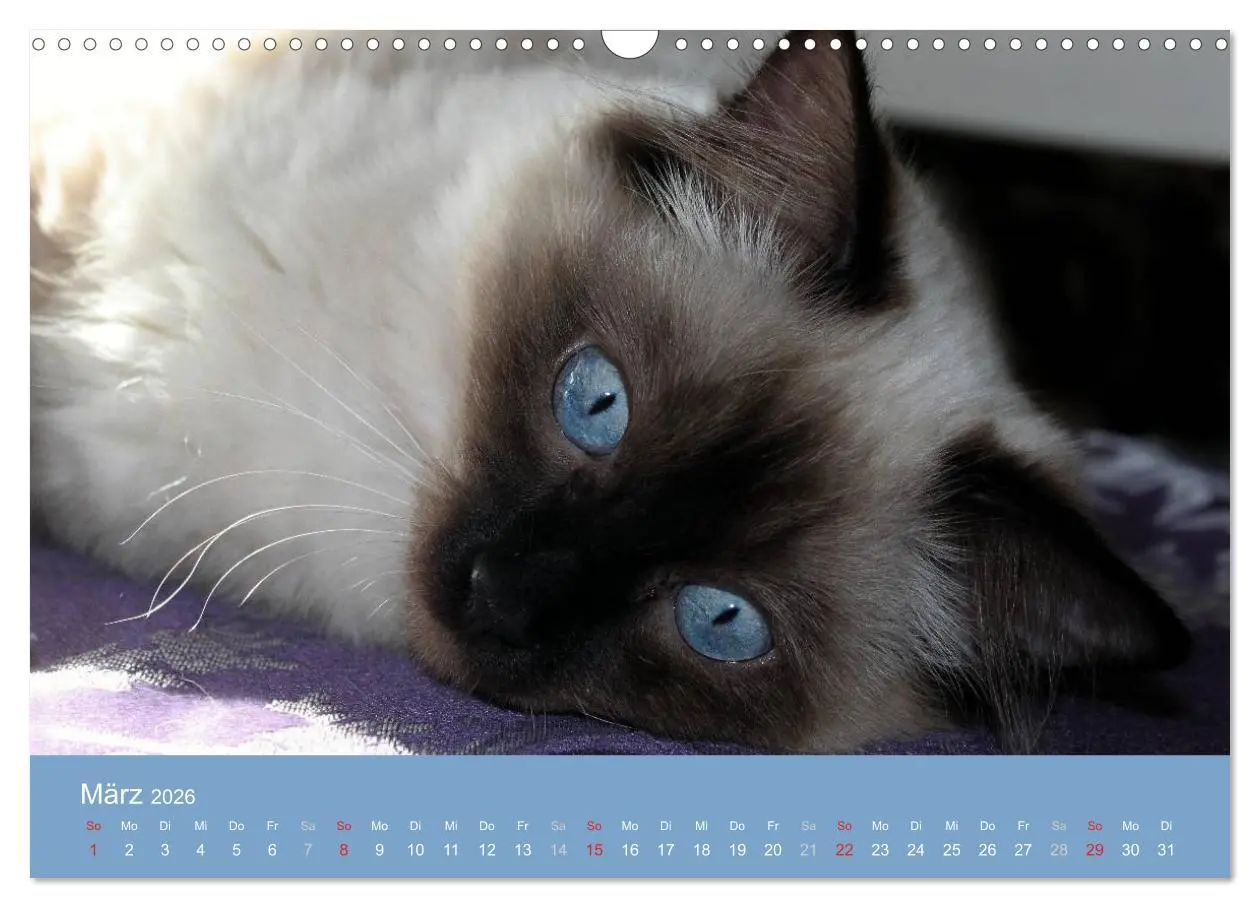 Bild: 9783516153095 | Engel auf 4 Pfoten - Ragdolls 2026 (Wandkalender 2026 DIN A3 quer),...