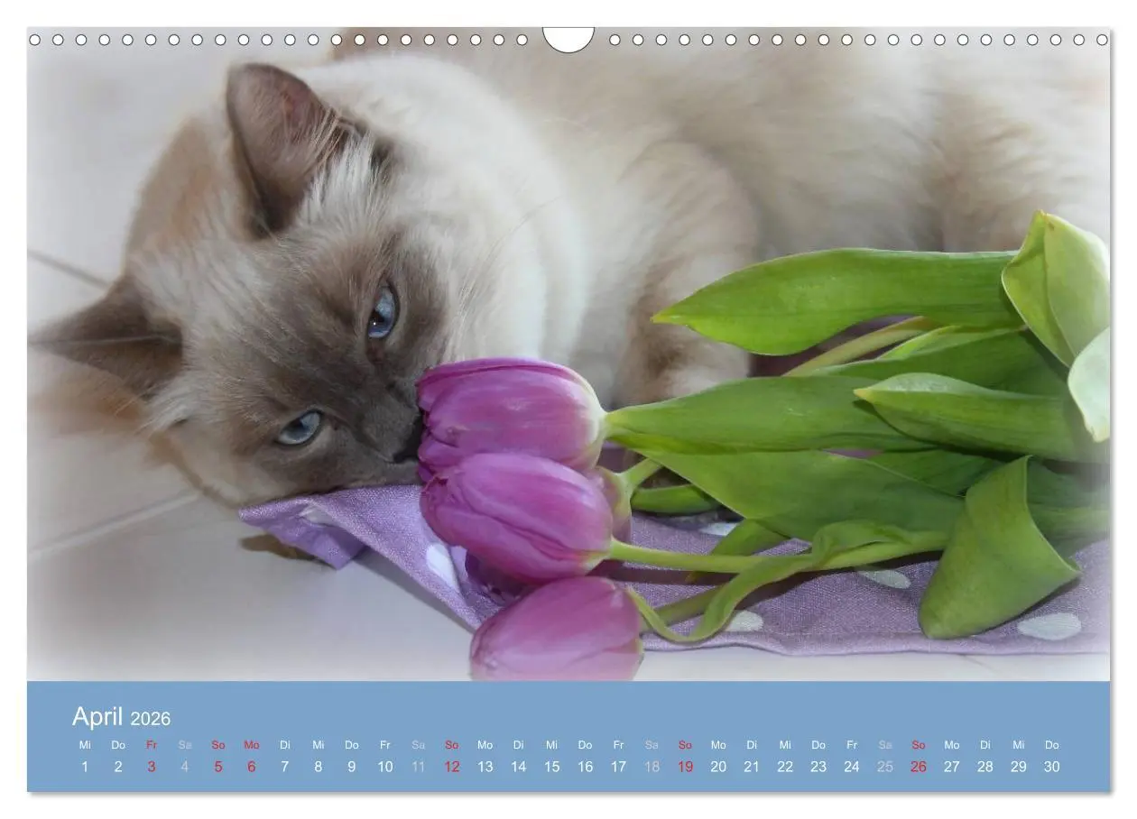 Bild: 9783516153095 | Engel auf 4 Pfoten - Ragdolls 2026 (Wandkalender 2026 DIN A3 quer),...