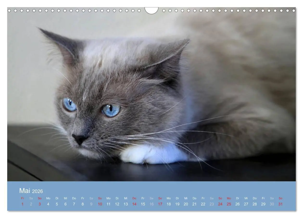 Bild: 9783516153095 | Engel auf 4 Pfoten - Ragdolls 2026 (Wandkalender 2026 DIN A3 quer),...