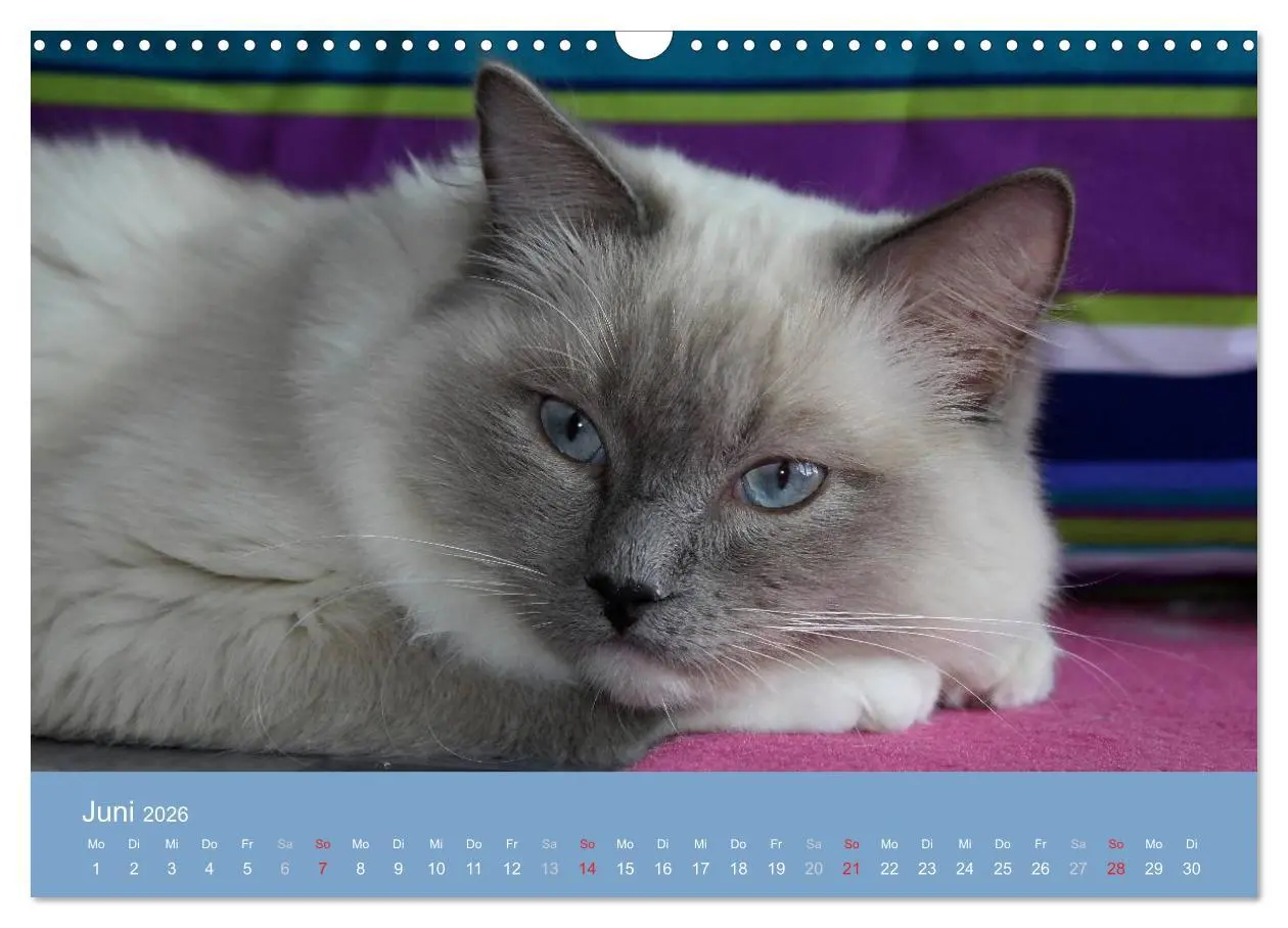 Bild: 9783516153095 | Engel auf 4 Pfoten - Ragdolls 2026 (Wandkalender 2026 DIN A3 quer),...