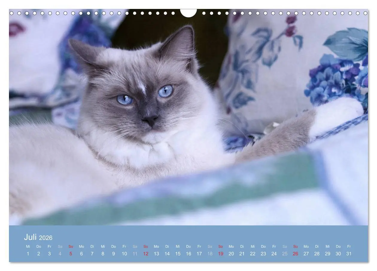 Bild: 9783516153095 | Engel auf 4 Pfoten - Ragdolls 2026 (Wandkalender 2026 DIN A3 quer),...