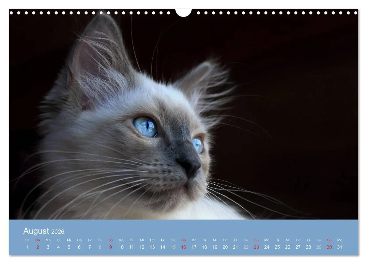 Bild: 9783516153095 | Engel auf 4 Pfoten - Ragdolls 2026 (Wandkalender 2026 DIN A3 quer),...