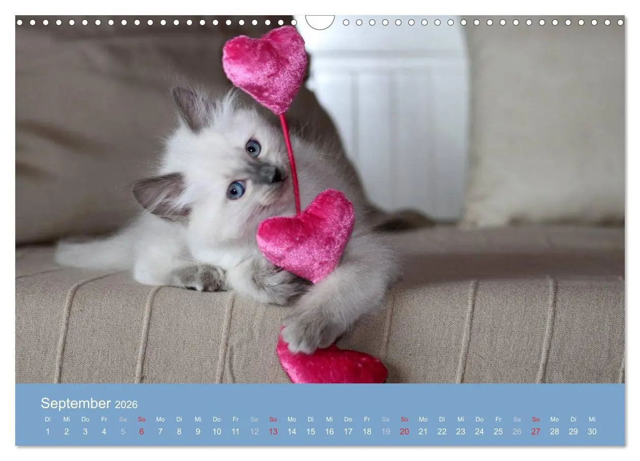 Bild: 9783516153095 | Engel auf 4 Pfoten - Ragdolls 2026 (Wandkalender 2026 DIN A3 quer),...