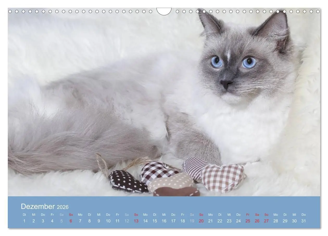Bild: 9783516153095 | Engel auf 4 Pfoten - Ragdolls 2026 (Wandkalender 2026 DIN A3 quer),...