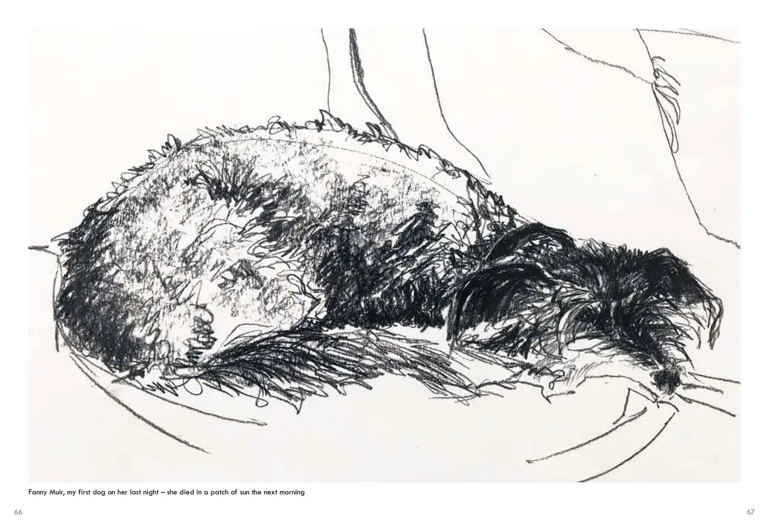 Bild: 9781911663195 | Old Dogs | Sally Muir | Buch | 128 S. | Englisch | 2021
