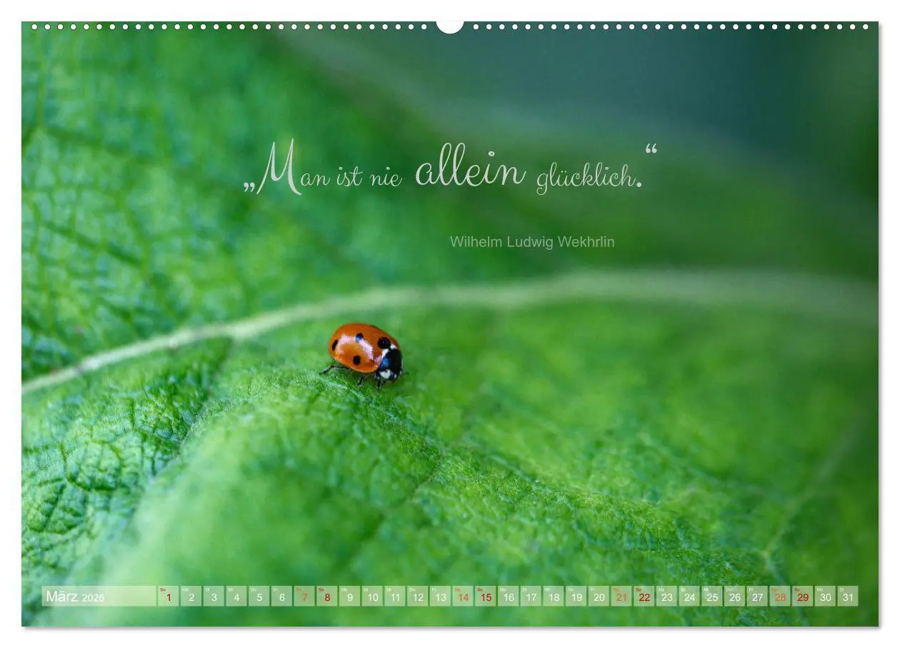 Bild: 9783457503195 | Marienkäfer &amp; Zitate - Sieben Punkte zum Glück (hochwertiger...