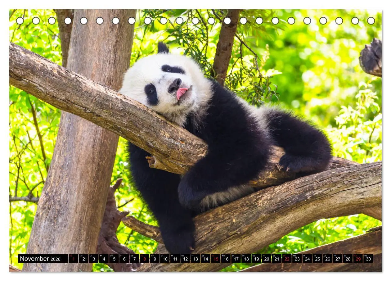Bild: 9783457803295 | Pandabär Babys (Tischkalender 2026 DIN A5 quer), CALVENDO...
