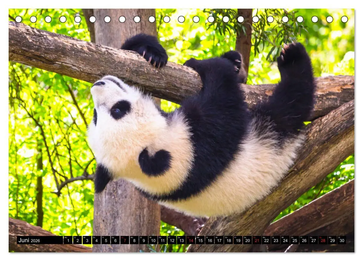 Bild: 9783457803295 | Pandabär Babys (Tischkalender 2026 DIN A5 quer), CALVENDO...