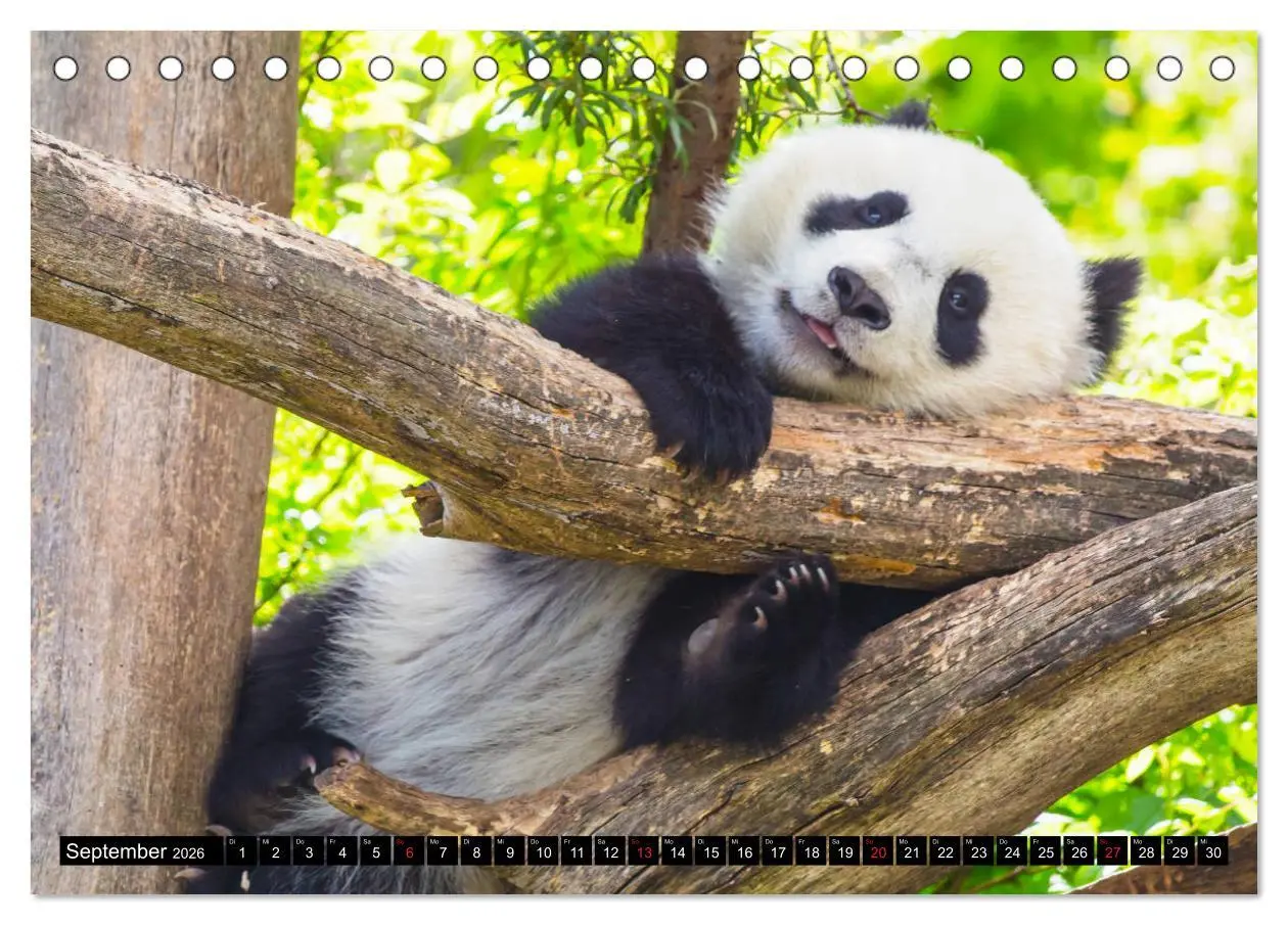 Bild: 9783457803295 | Pandabär Babys (Tischkalender 2026 DIN A5 quer), CALVENDO...