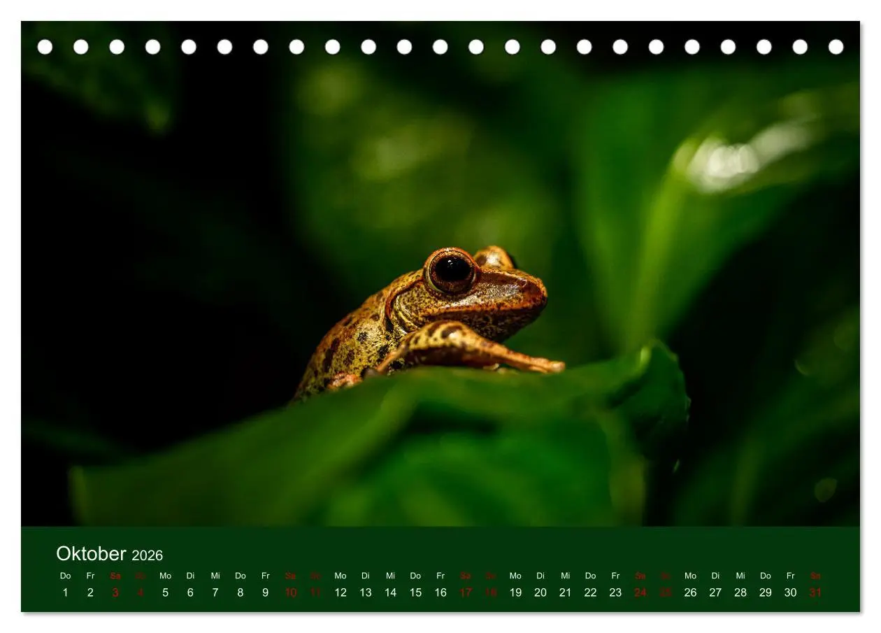Bild: 9783457583395 | Reptilien &amp; Amphibien Portraits (Tischkalender 2026 DIN A5 quer),...