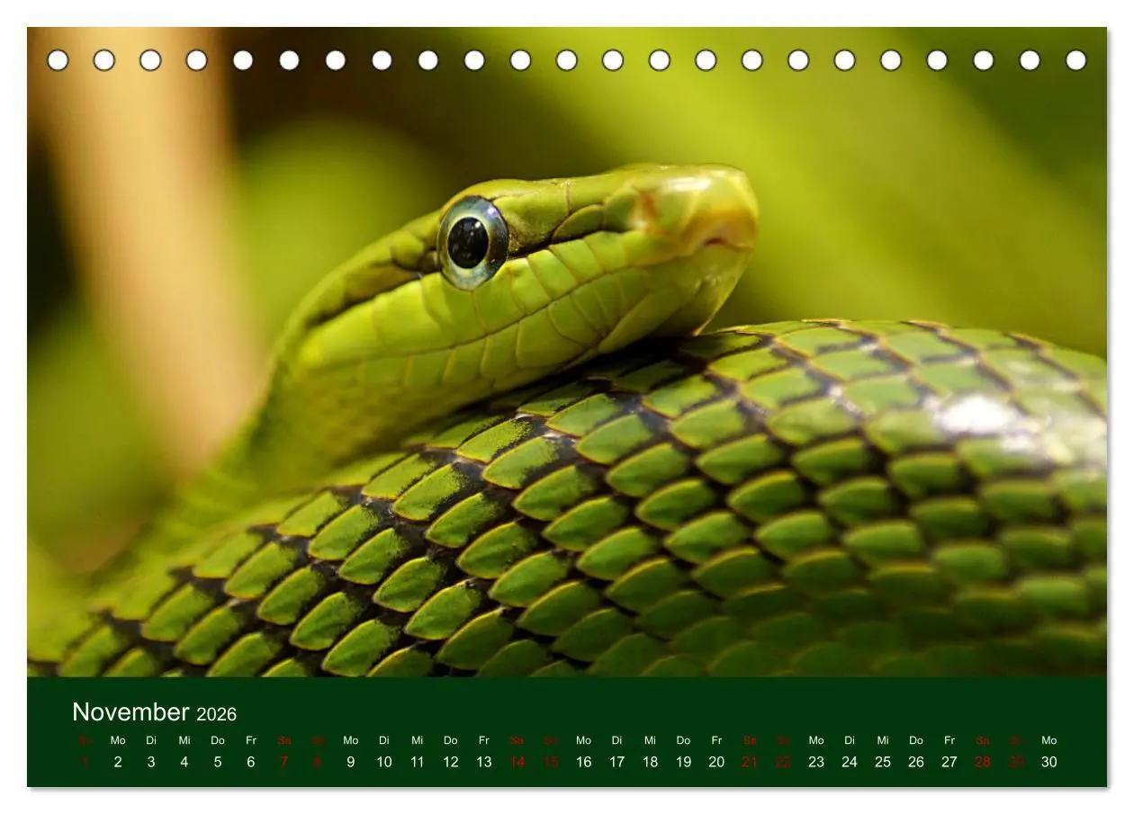 Bild: 9783457583395 | Reptilien &amp; Amphibien Portraits (Tischkalender 2026 DIN A5 quer),...