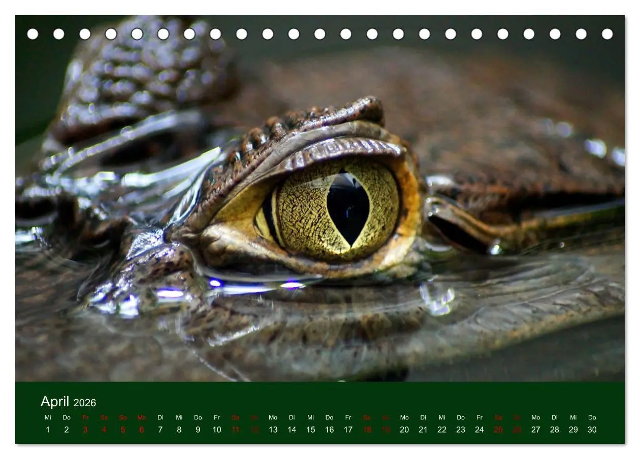 Bild: 9783457583395 | Reptilien &amp; Amphibien Portraits (Tischkalender 2026 DIN A5 quer),...