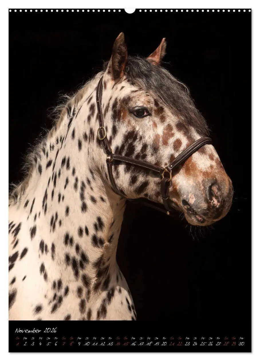 Bild: 9783516413595 | StudioArt Pferderassen im Porträt (hochwertiger Premium...
