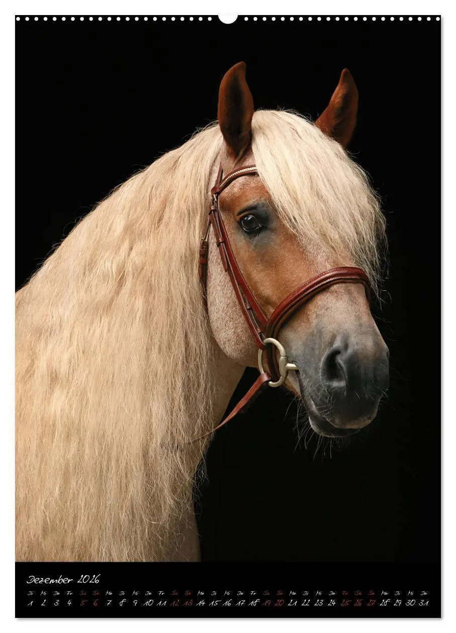 Bild: 9783516413595 | StudioArt Pferderassen im Porträt (hochwertiger Premium...