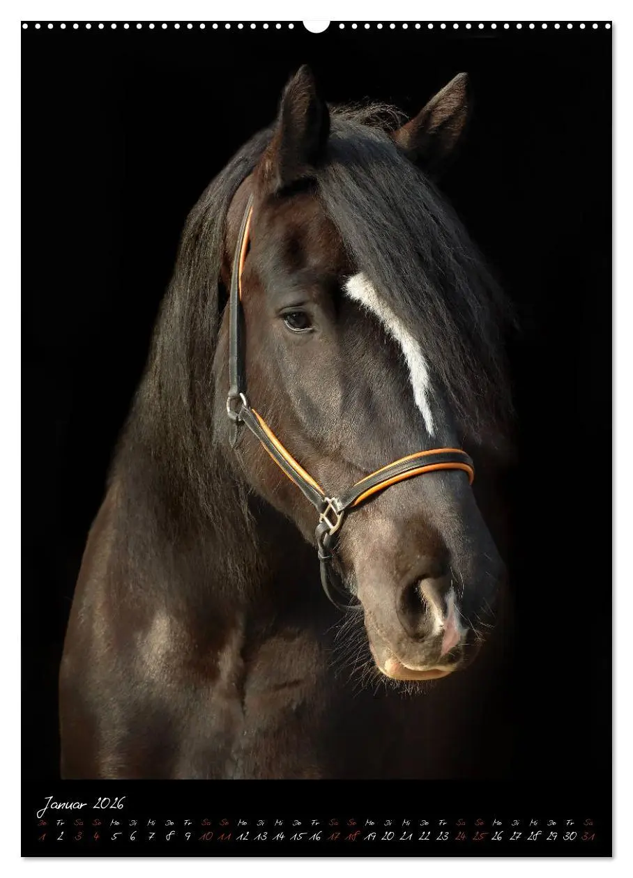 Bild: 9783516413595 | StudioArt Pferderassen im Porträt (hochwertiger Premium...