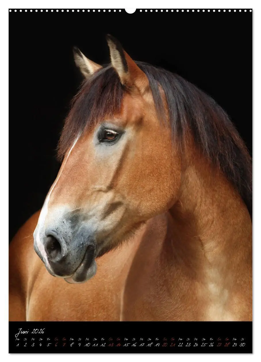 Bild: 9783516413595 | StudioArt Pferderassen im Porträt (hochwertiger Premium...