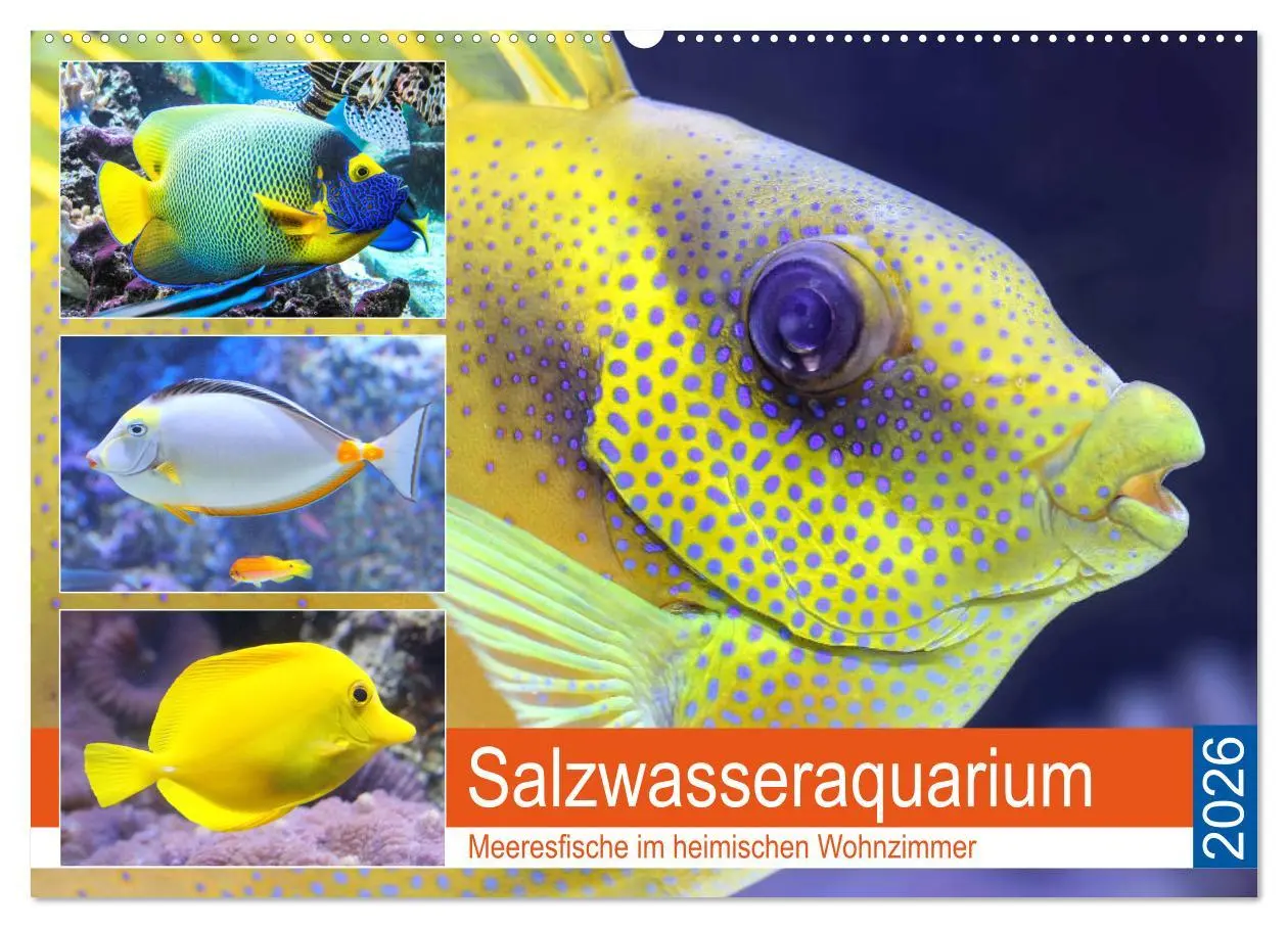 Cover: 9783457773895 | Salzwasseraquarium. Meeresfische im heimischen Wohnzimmer...
