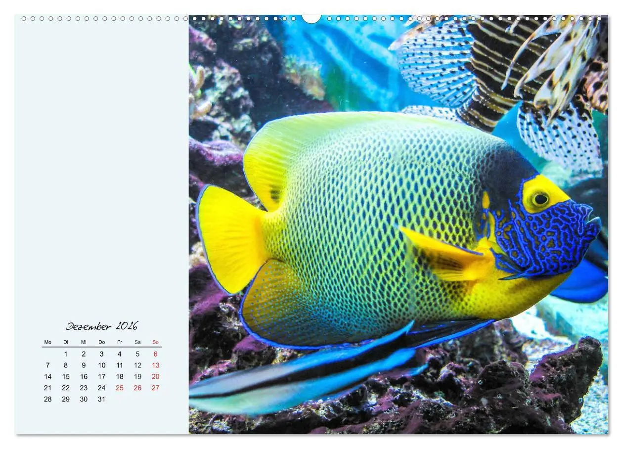 Bild: 9783457773895 | Salzwasseraquarium. Meeresfische im heimischen Wohnzimmer...