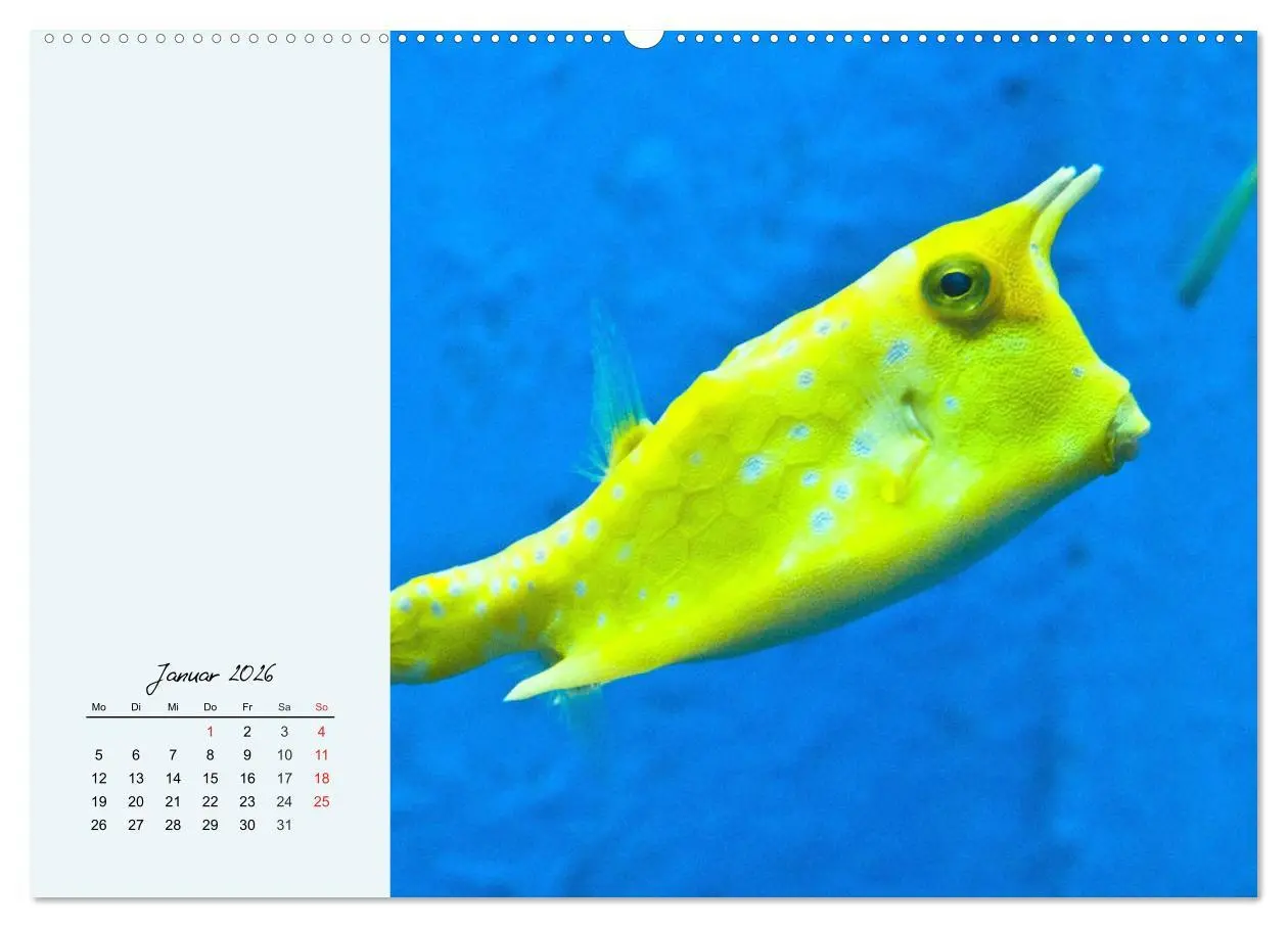 Bild: 9783457773895 | Salzwasseraquarium. Meeresfische im heimischen Wohnzimmer...