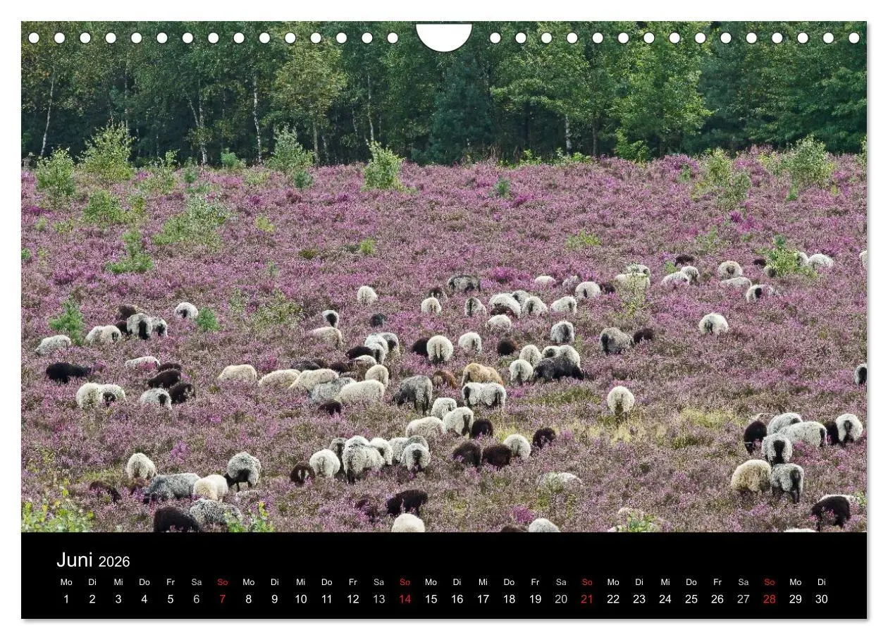 Bild: 9783516173895 | Lüneburger Heide (Wandkalender 2026 DIN A4 quer), CALVENDO...