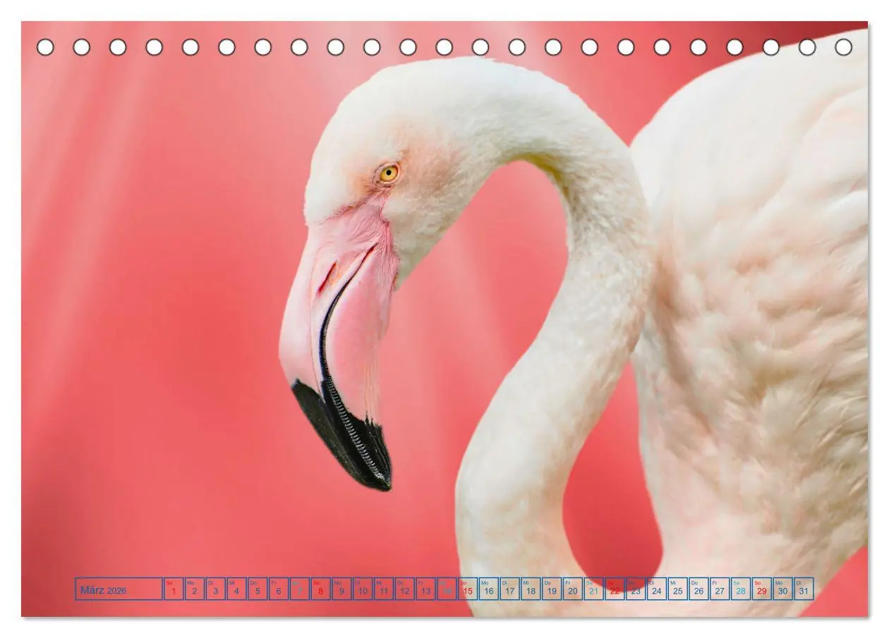 Bild: 9783457523995 | Die bunte Welt der Vögel (Tischkalender 2026 DIN A5 quer), CALVENDO...