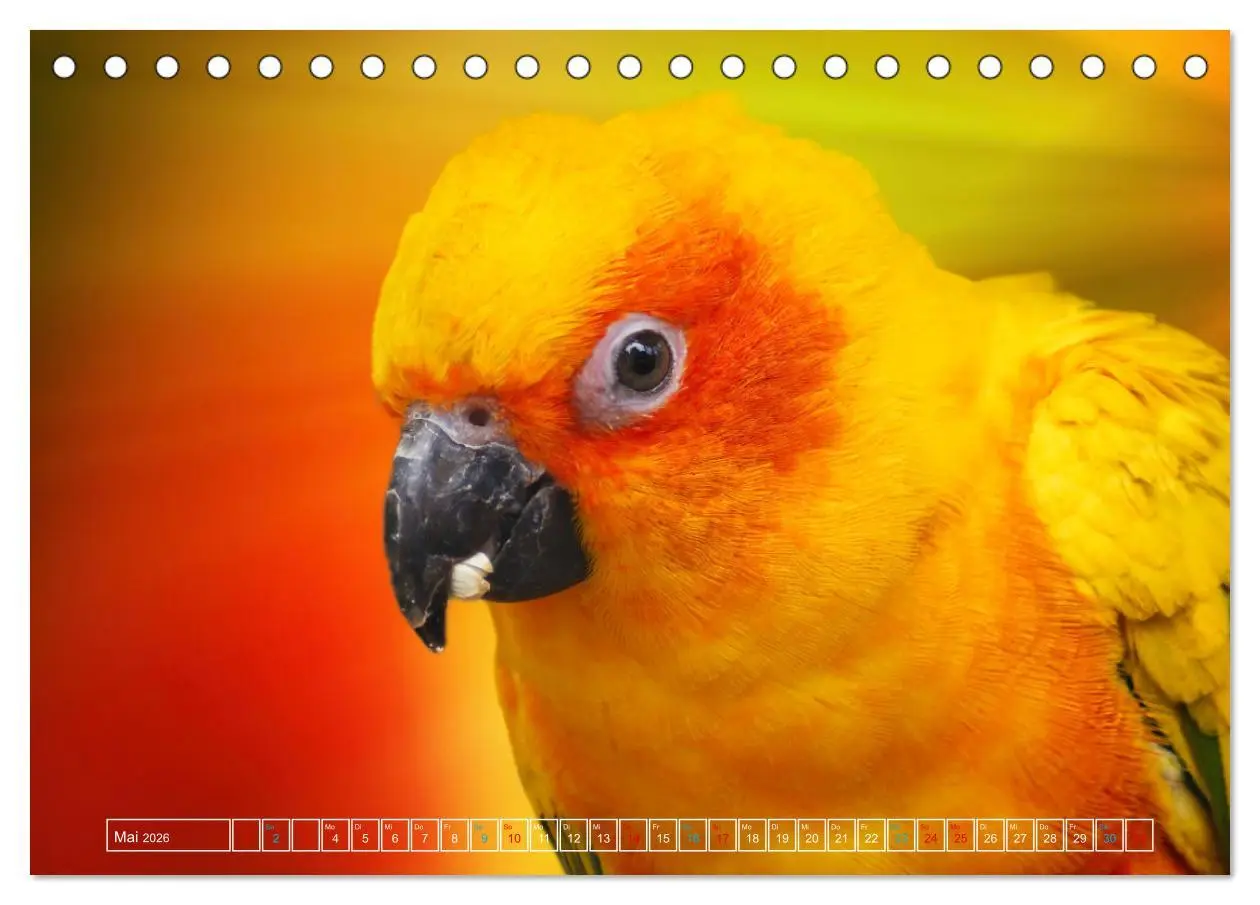 Bild: 9783457523995 | Die bunte Welt der Vögel (Tischkalender 2026 DIN A5 quer), CALVENDO...