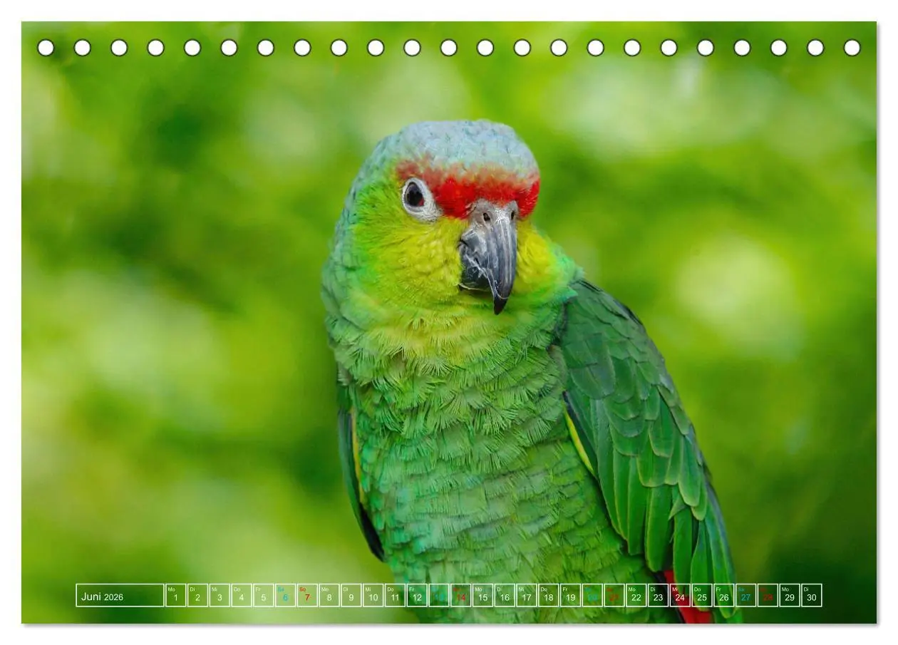 Bild: 9783457523995 | Die bunte Welt der Vögel (Tischkalender 2026 DIN A5 quer), CALVENDO...