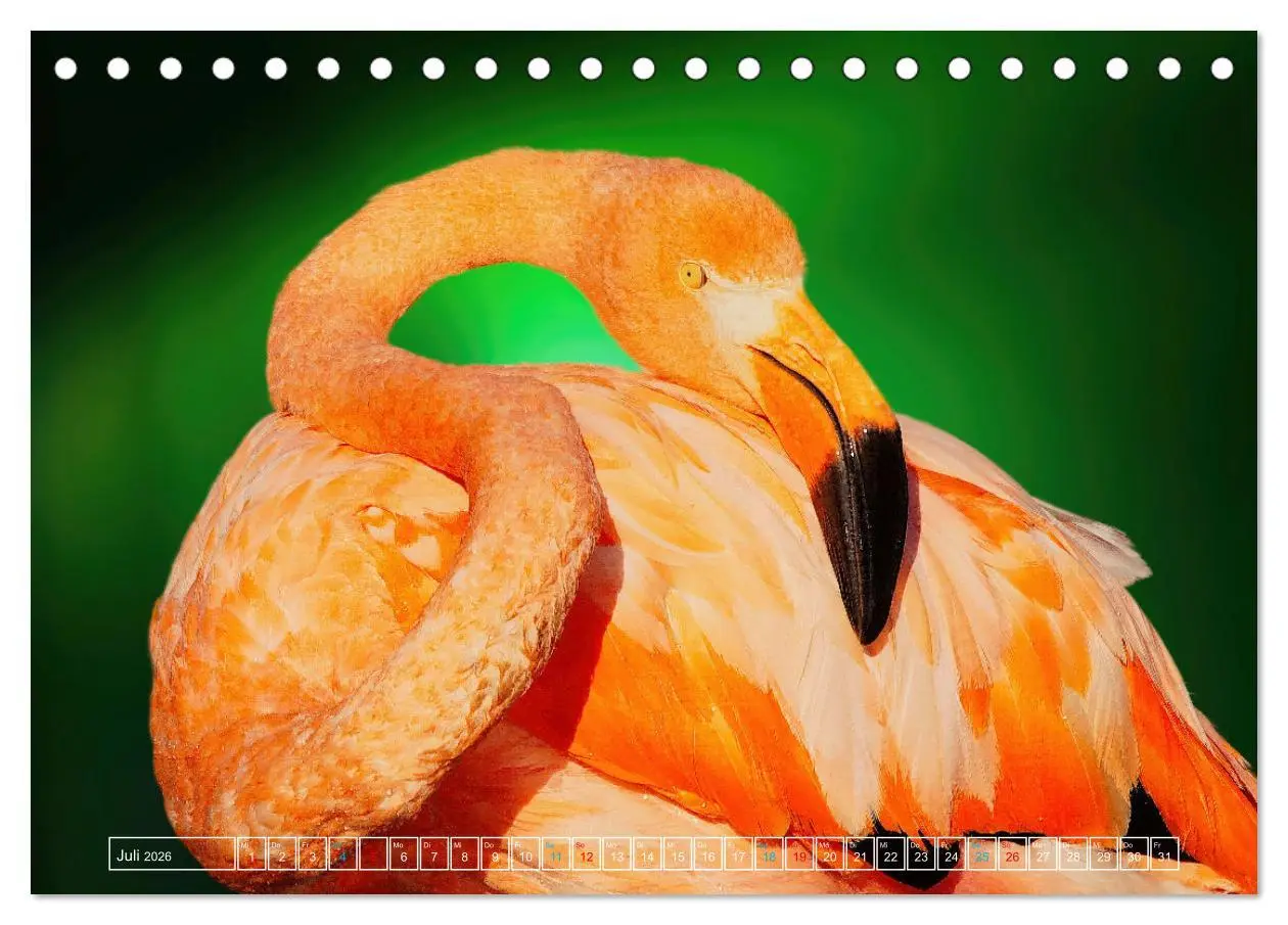 Bild: 9783457523995 | Die bunte Welt der Vögel (Tischkalender 2026 DIN A5 quer), CALVENDO...