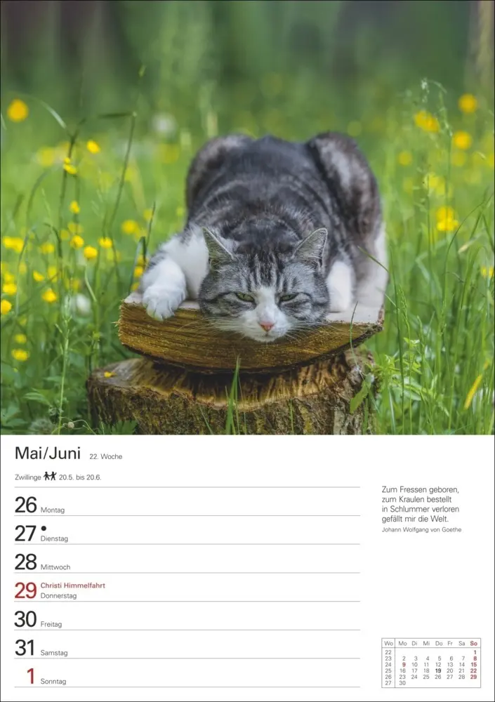 Bild: 9783840033995 | Katzen Wochenplaner 2025 - 53 Blatt mit Zitaten und Wochenchronik