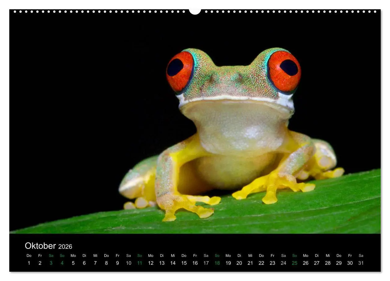 Bild: 9783457964095 | Costa Rica - Faszination Frösche (hochwertiger Premium Wandkalender...