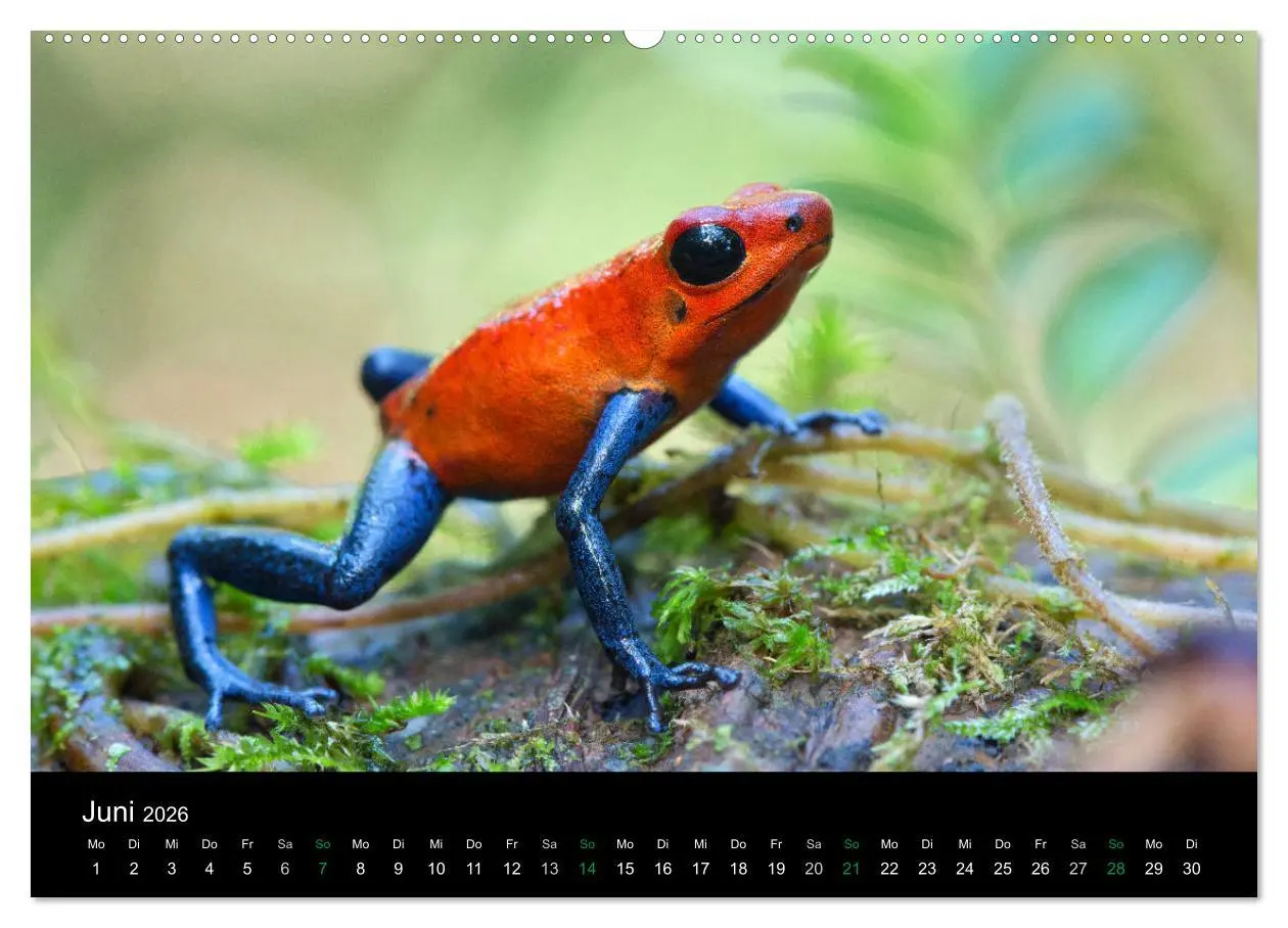 Bild: 9783457964095 | Costa Rica - Faszination Frösche (hochwertiger Premium Wandkalender...