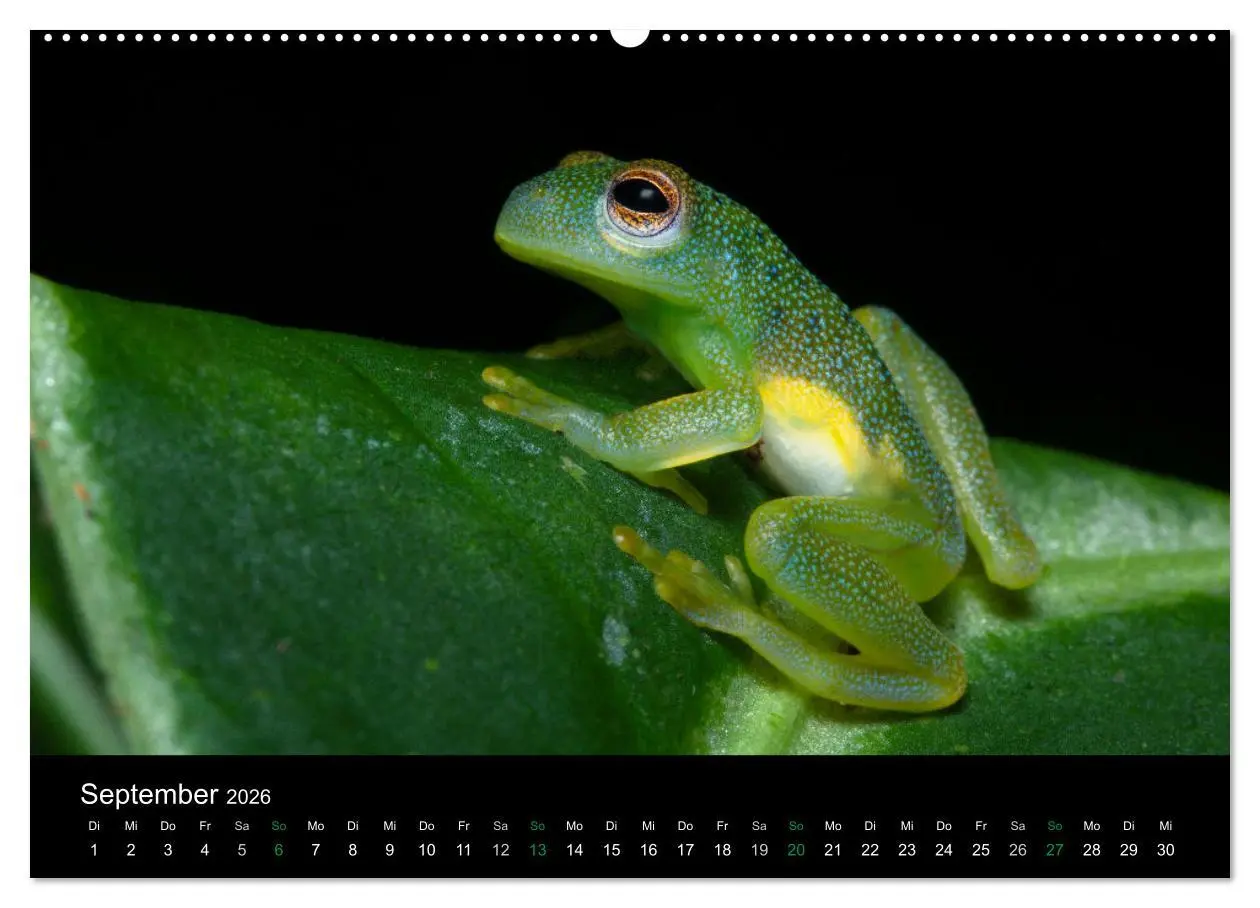 Bild: 9783457964095 | Costa Rica - Faszination Frösche (hochwertiger Premium Wandkalender...