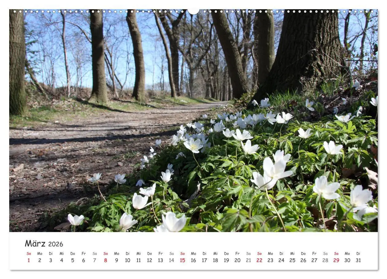 Bild: 9783457644195 | Zauberhaftes Ammerland (Wandkalender 2026 DIN A2 quer), CALVENDO...