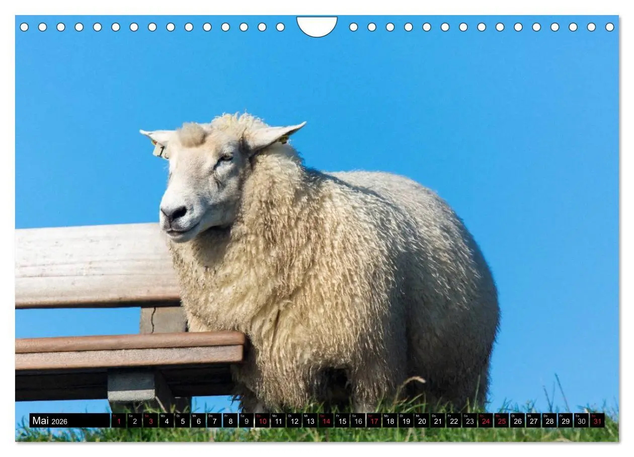 Bild: 9783457954195 | Grüße von Pellworm (Wandkalender 2026 DIN A4 quer), CALVENDO...