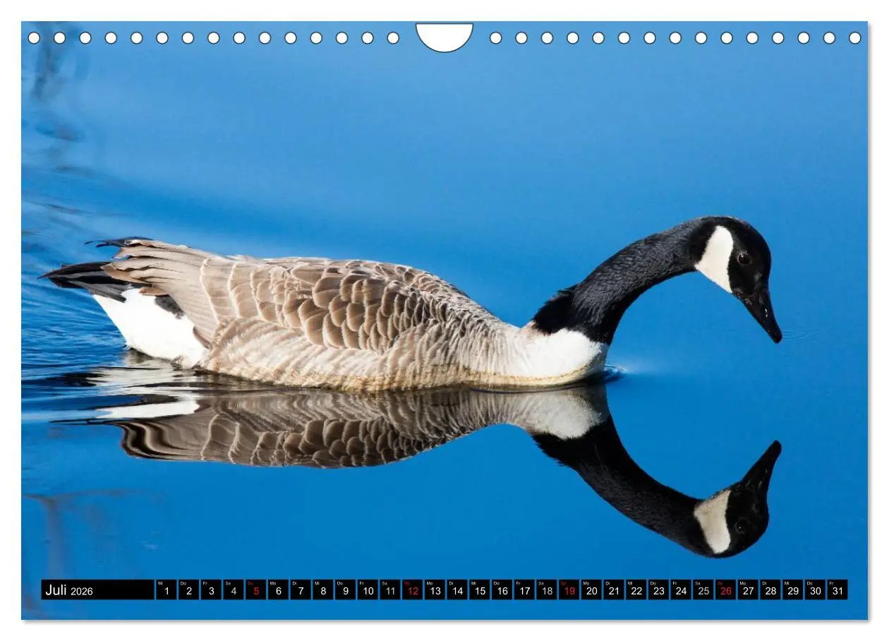 Bild: 9783457954195 | Grüße von Pellworm (Wandkalender 2026 DIN A4 quer), CALVENDO...