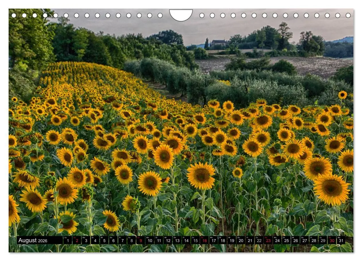 Bild: 9783516044195 | Abends in der Toskana (Wandkalender 2026 DIN A4 quer), CALVENDO...