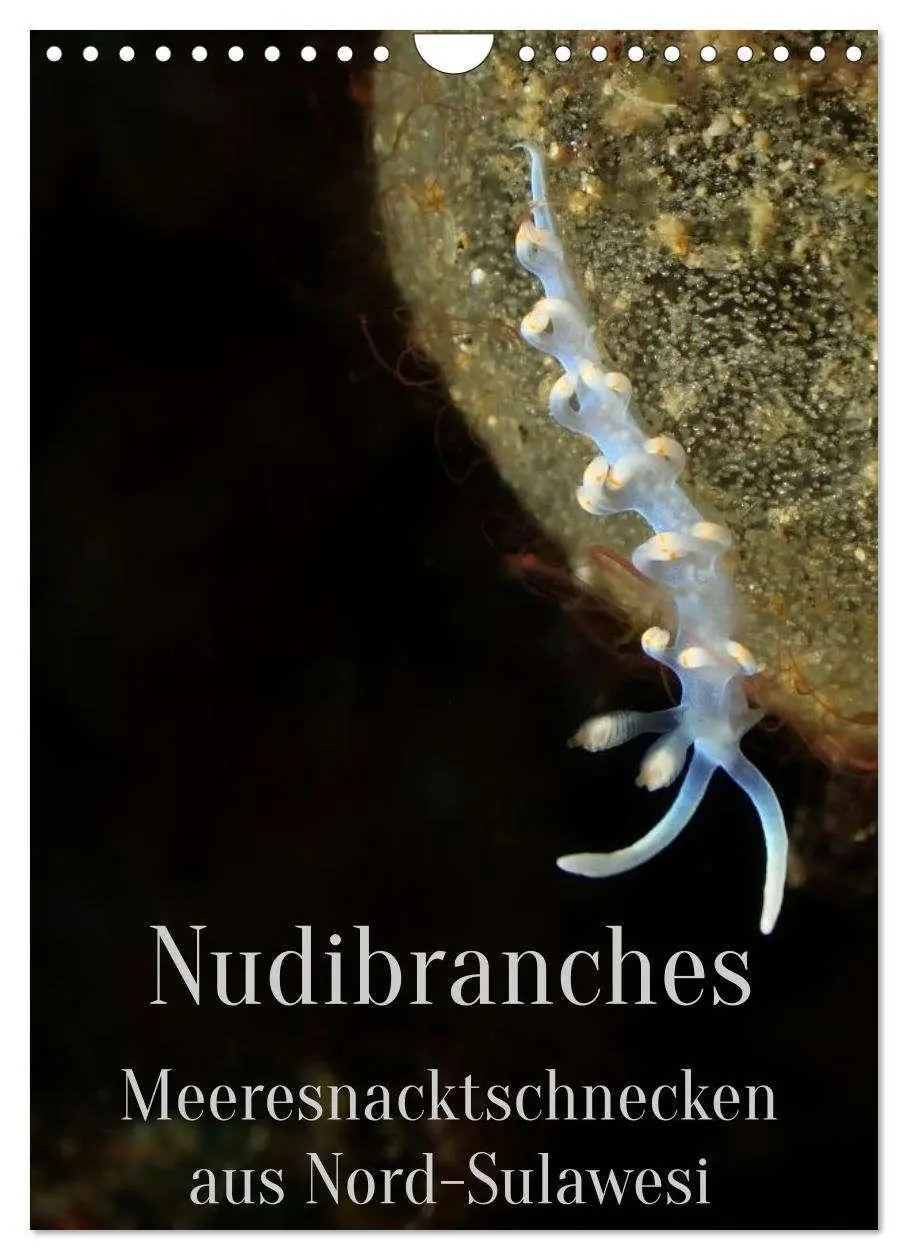 Cover: 9783516734195 | Nudibranches Meeresnacktschnecken aus Nord-Sulawesi (Wandkalender...