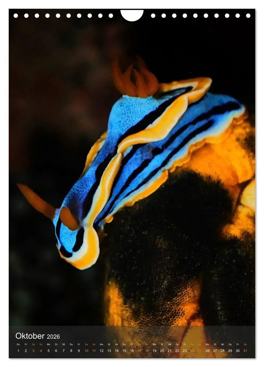 Bild: 9783516734195 | Nudibranches Meeresnacktschnecken aus Nord-Sulawesi (Wandkalender...